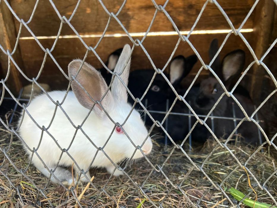 Vând iepuri de casa