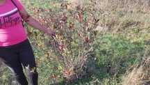 Aronia puieti si tufe