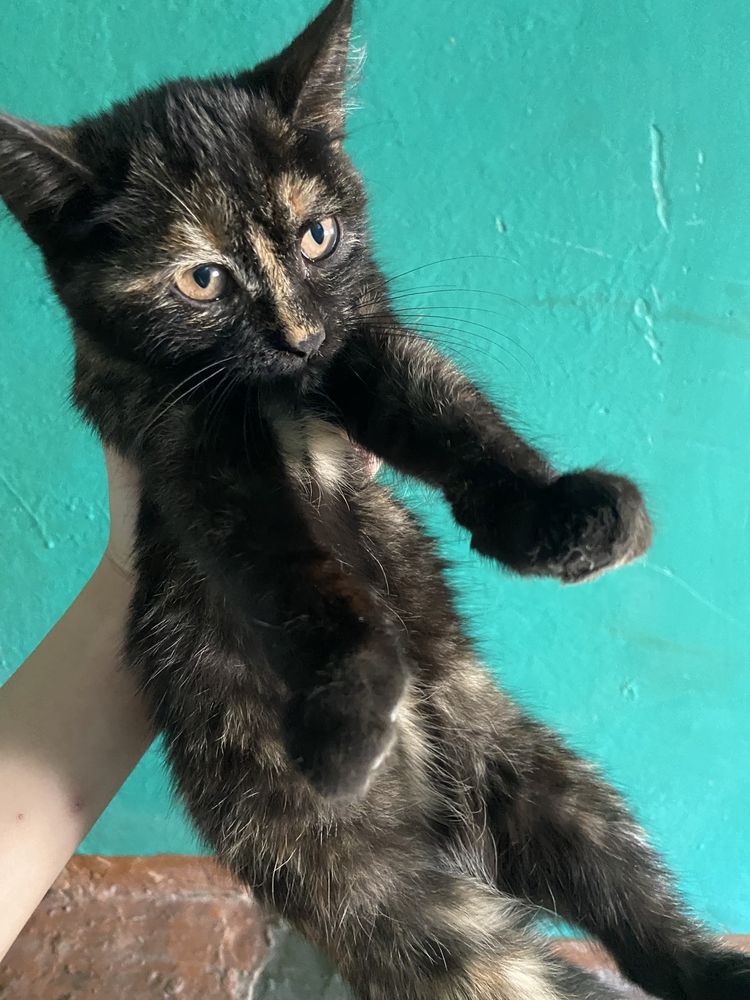 Котенок в добрые руки