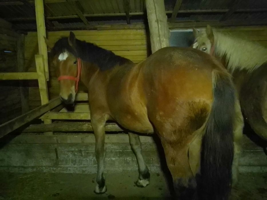 Vând doua mânze tinere și frumoase