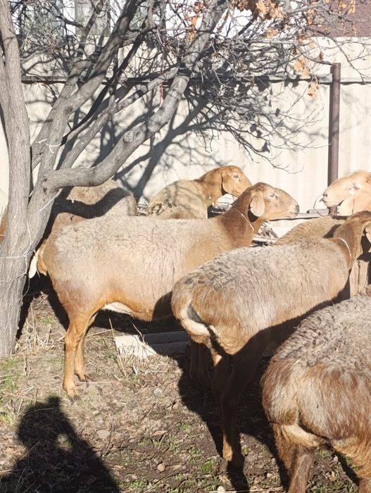 Матки арашан котные