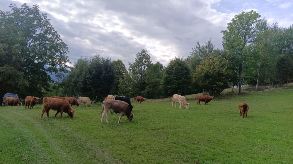 Vând Vaci și Viței