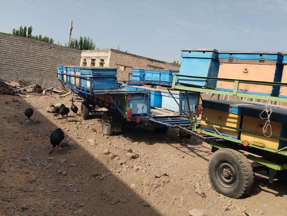 Asal ari vagon sotiladi