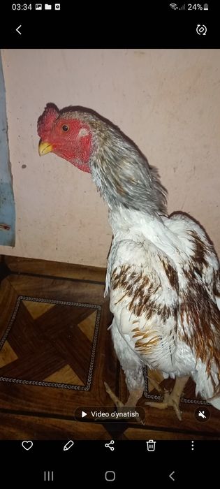 Ko  shamo  Xoroz va dakan tovuq sotiladi