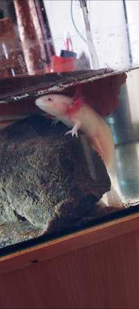 Axolotl leucistic