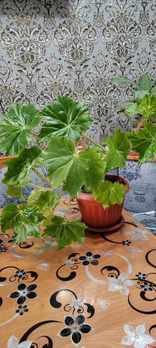 Продаются домашние комнатные цветы с хорошим удобрением