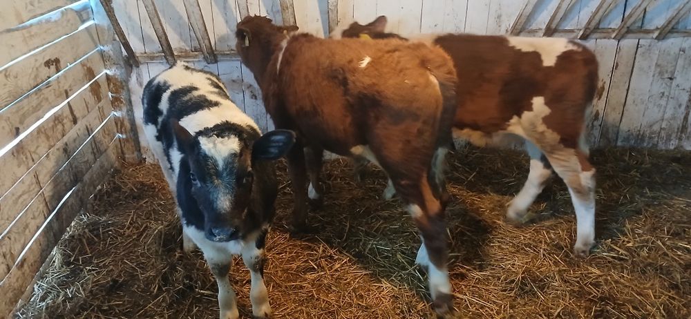 Vând viței baltati belgienii