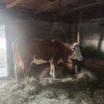 Vaca cu vițel de vanzare