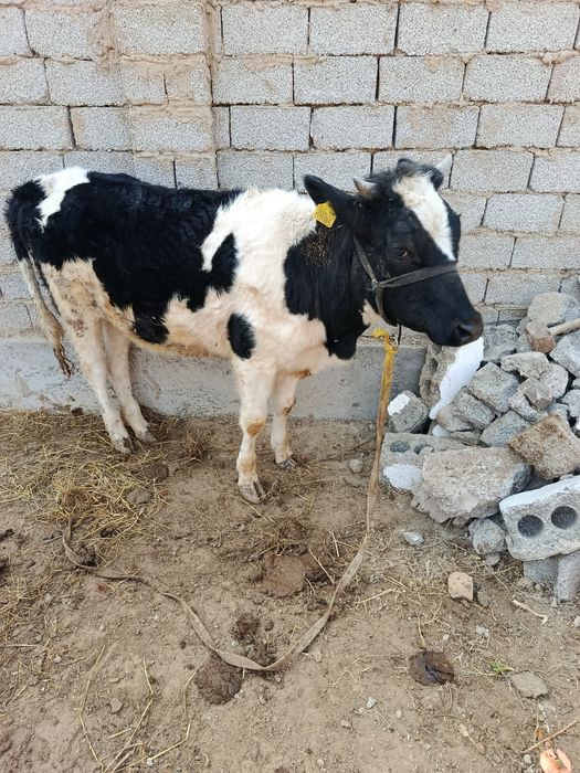 Asallomalekum g'unajin sotiladi