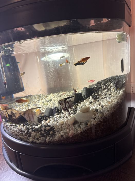 Acvariu 60L cu pesti