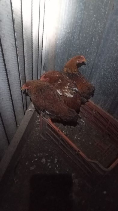 Продам кур два петуха и четыре курицы