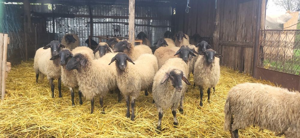 Cărăbașe de teleorman