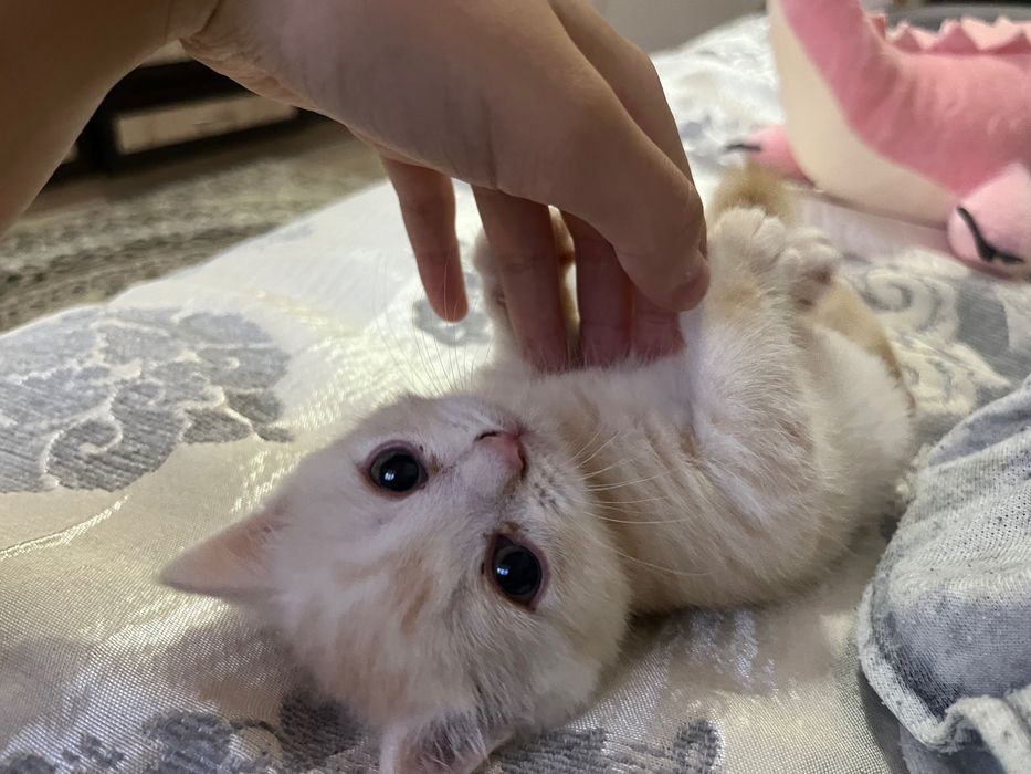 Продам шотландского котенка .