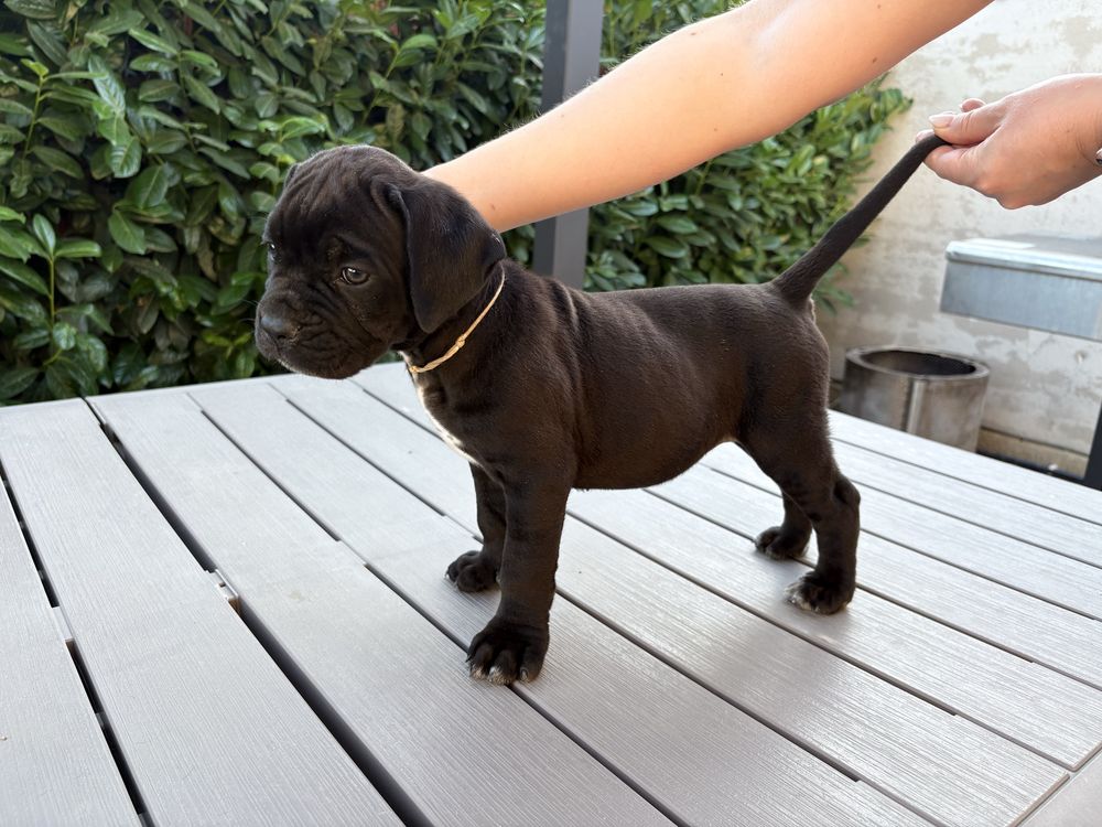 Cateluse cane corso 9 saptamani, femele, negre