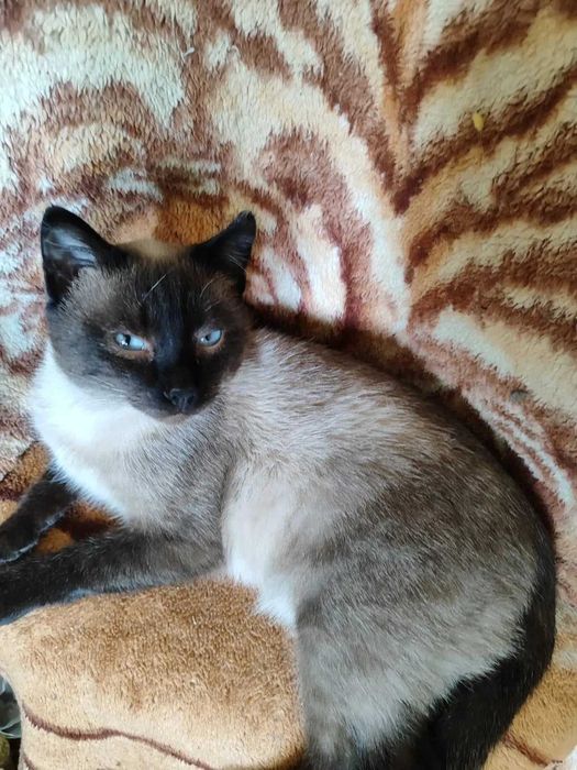 Молодой, синеглазый, кастрированный сиам Степа! В добрые ручки!