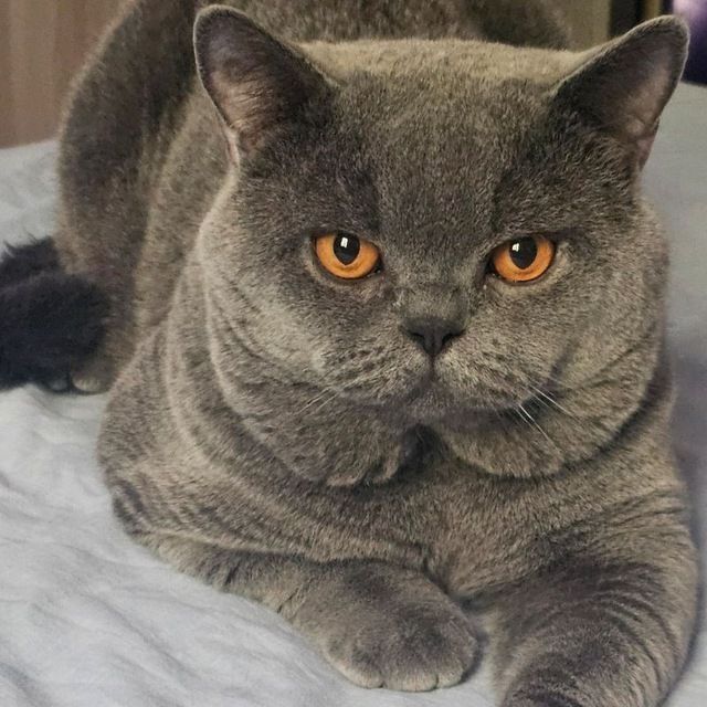 Чистокровный британский котёнок