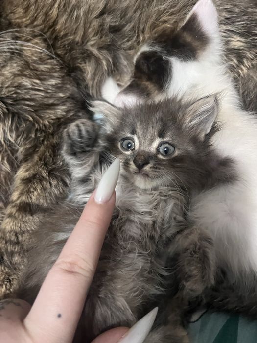 Отдам котенка 3 месяца