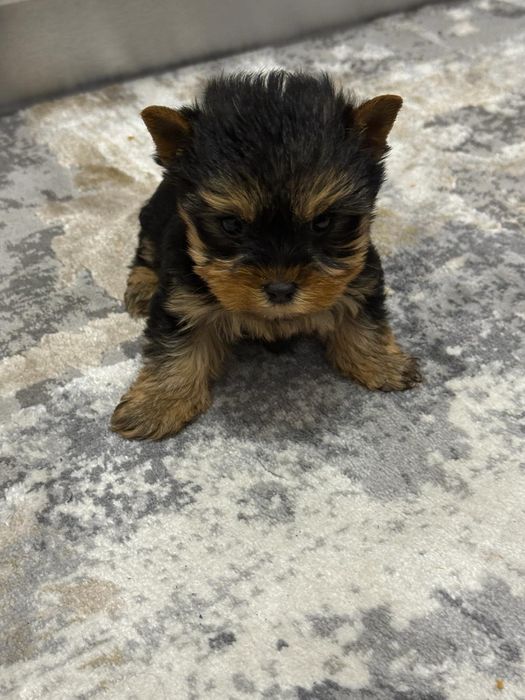 Yorkshire Terrier Toy de rasa pura cu vaccin și deparazitați și carnet