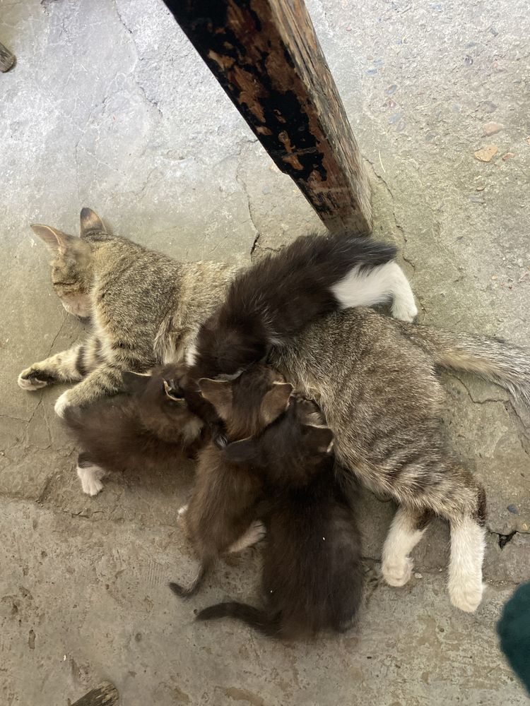 Mushukla sotiladi kasalmas soglom 1 yarim oylik mushukla uyda boqilgan