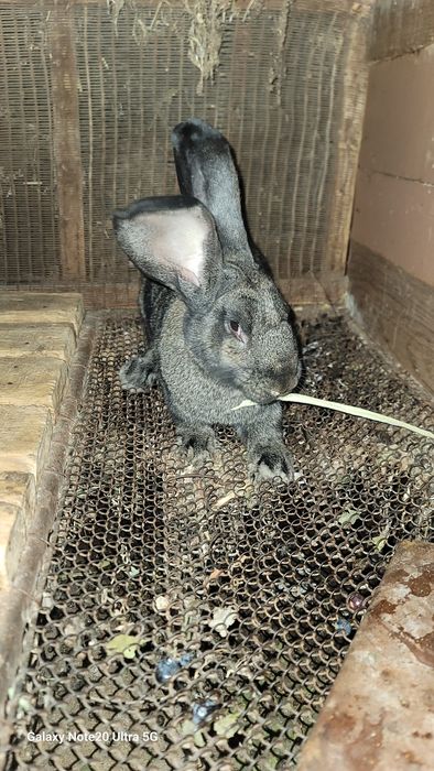 Russkiy velikan samka sotiladi!