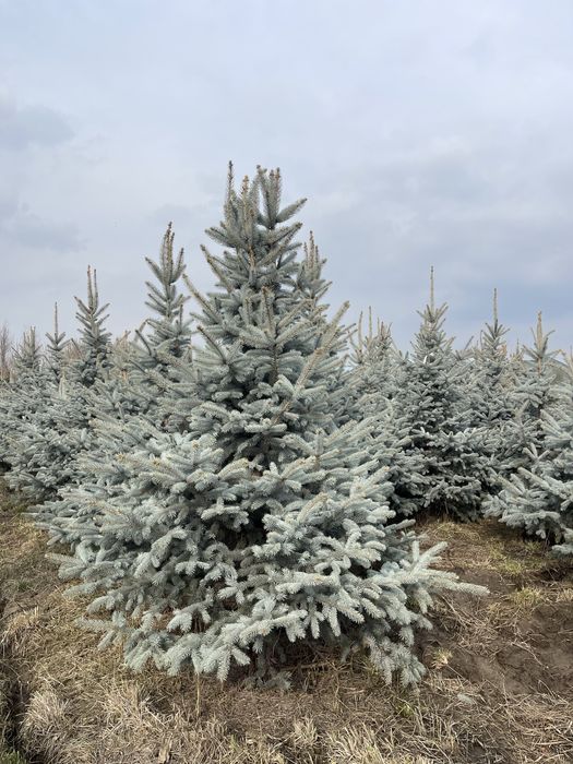 Ель . Ногодняя елки