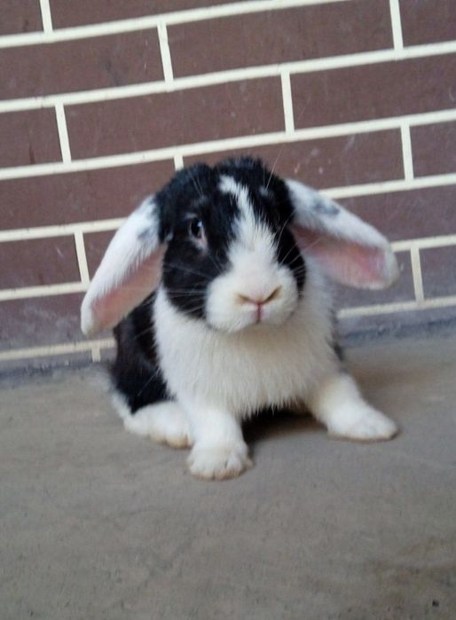 Vesavoʻy baran sames sotiladi