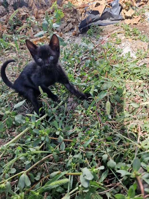 Pui de pisica pentru adopție