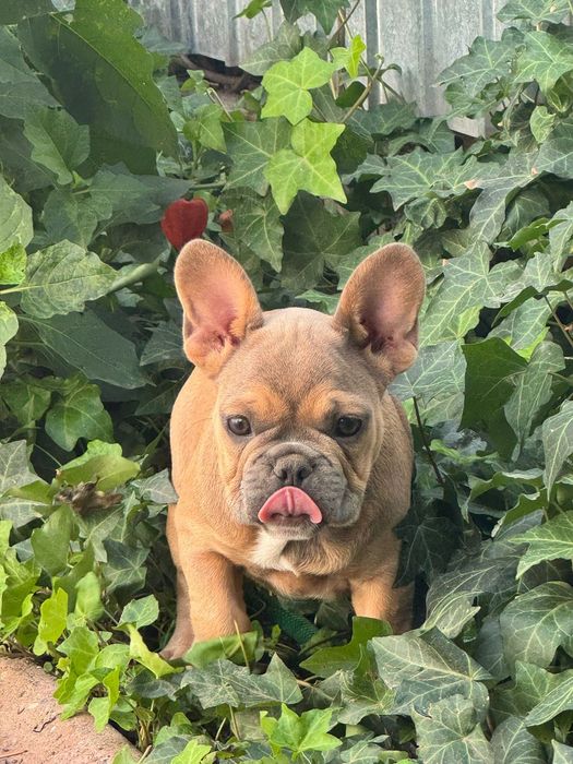 Bulldog francez: