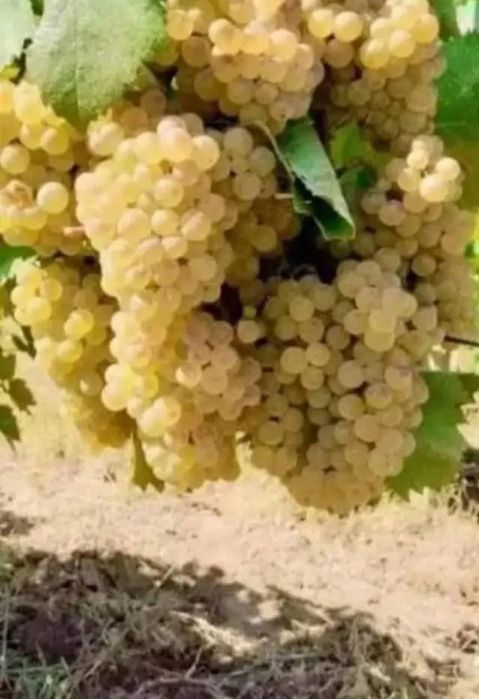 Vand strugurii de vin