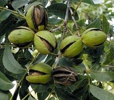 Nuc Pecan (Diferite Soiuri )