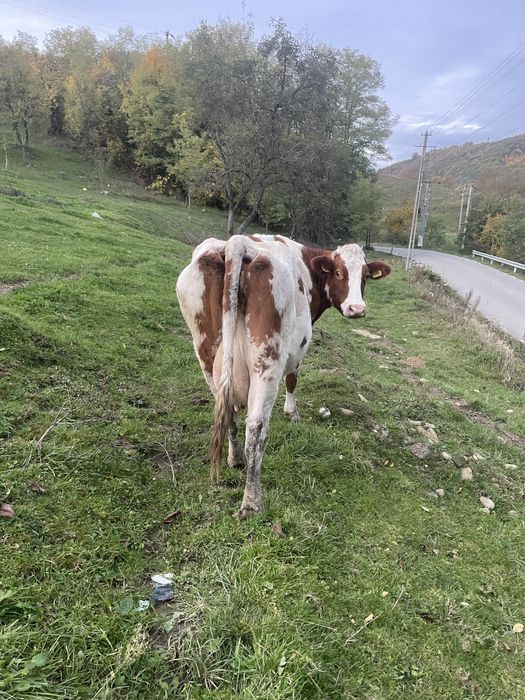 Vând 3 vaci bune de lapte