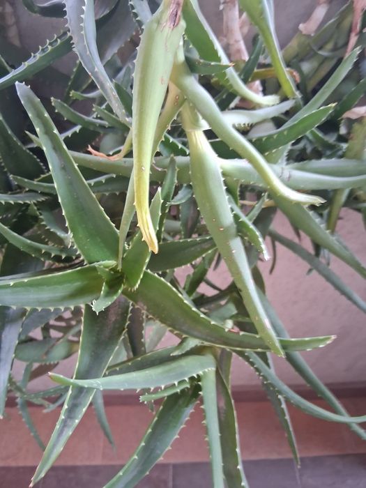 Vând aloe în ghiveci