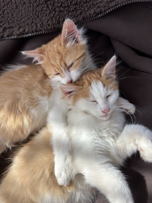 Подарявам 2 малки котенца