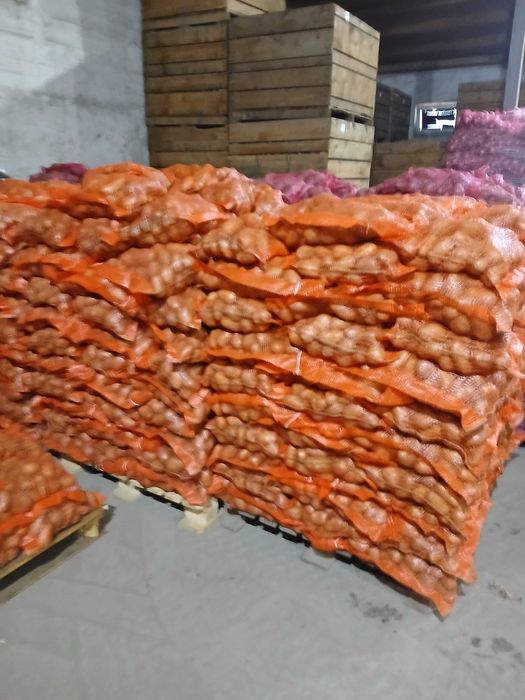 Cartofi consum alb producator