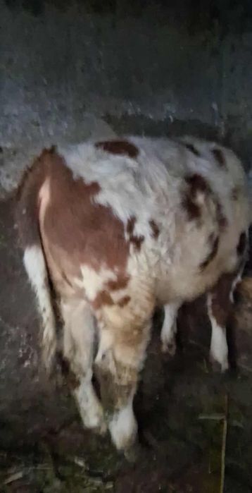 Vițel florean bălțat