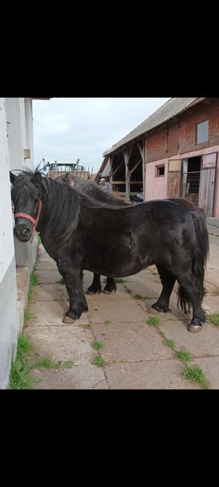 Vand  poneite gestante