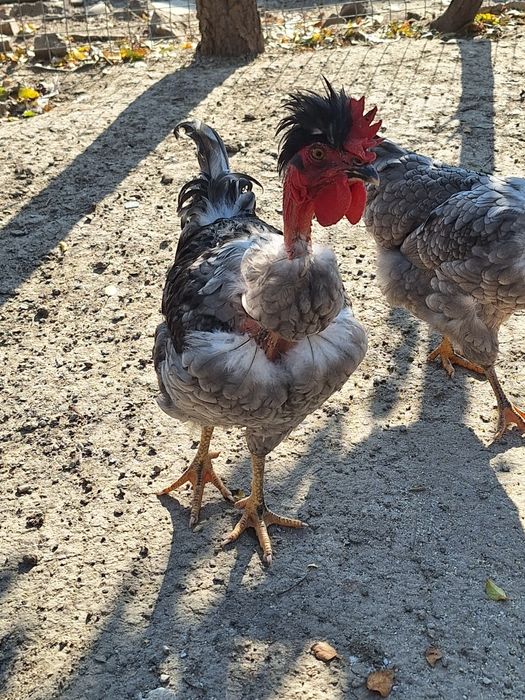 Cocoși,pui ,rațe carcasă