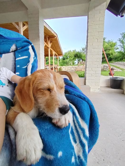 Donez doua cateluse, Nala si Lola.