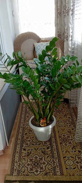 Комнатные цветы.