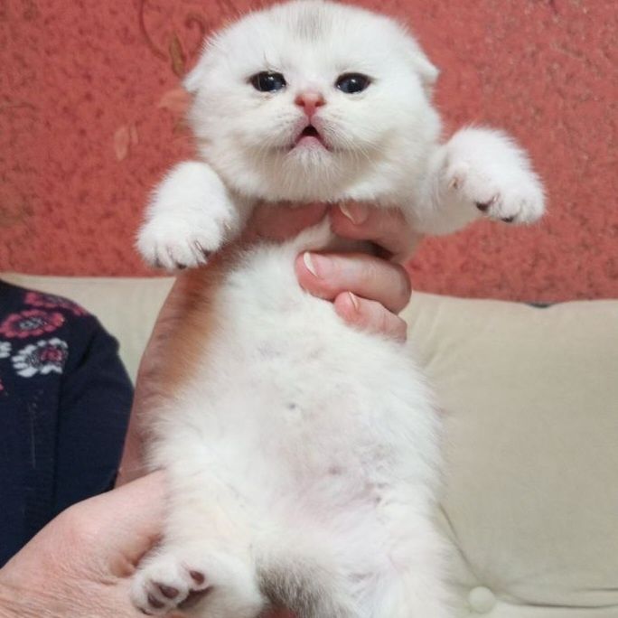 Продаётся чудная девочка скотишфолд,шиншилла.