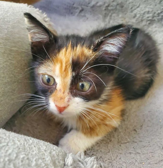 Малко трицветно женско котенце търси дом.