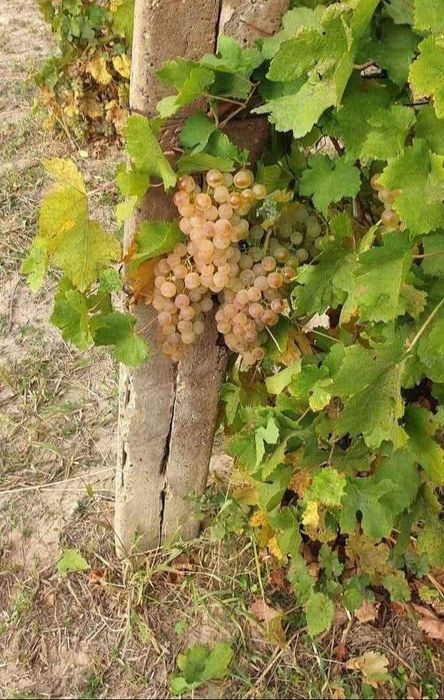 Struguri de vin Ploiești