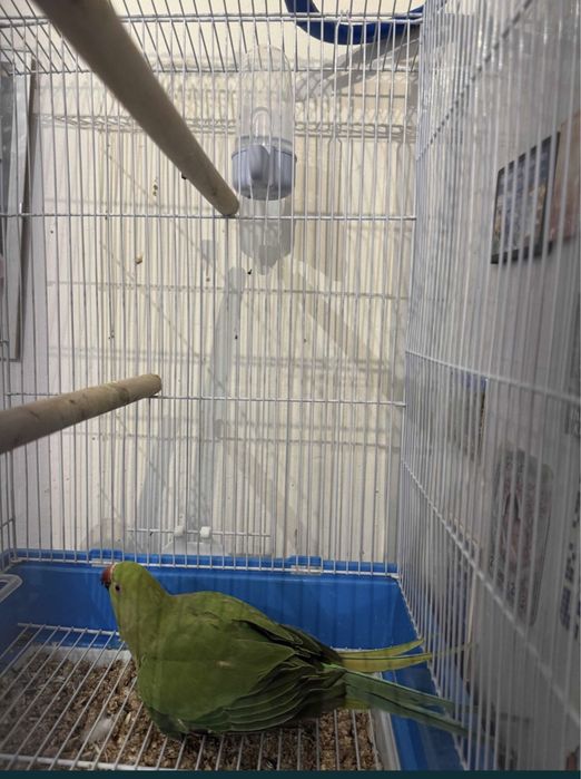 Papagal micul alexander bland