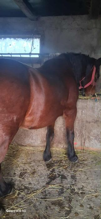 Vând iapa buna de tras