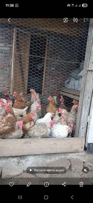 Продам курей несущие яйца