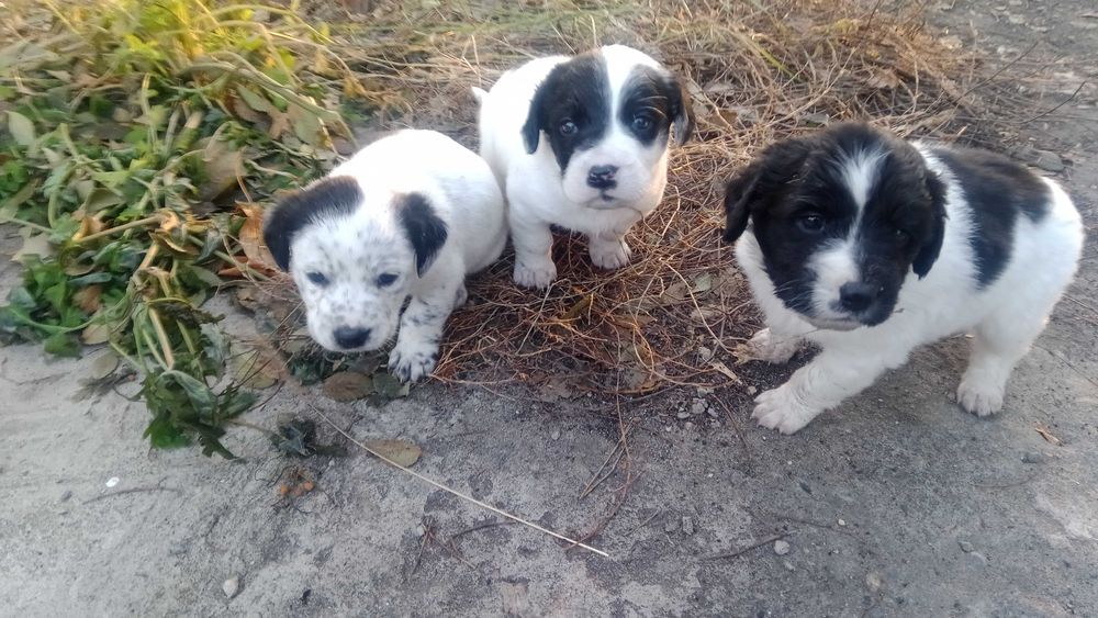 Щенки - кандешки.