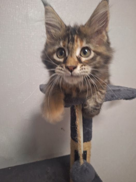 Продаются котята породы  МАЙКУ Н