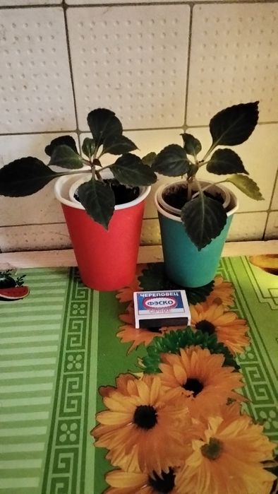 Цветов много, все хорошие