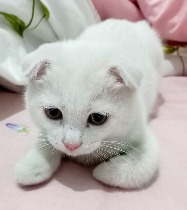 Продаётся котёнок шотландской породы
