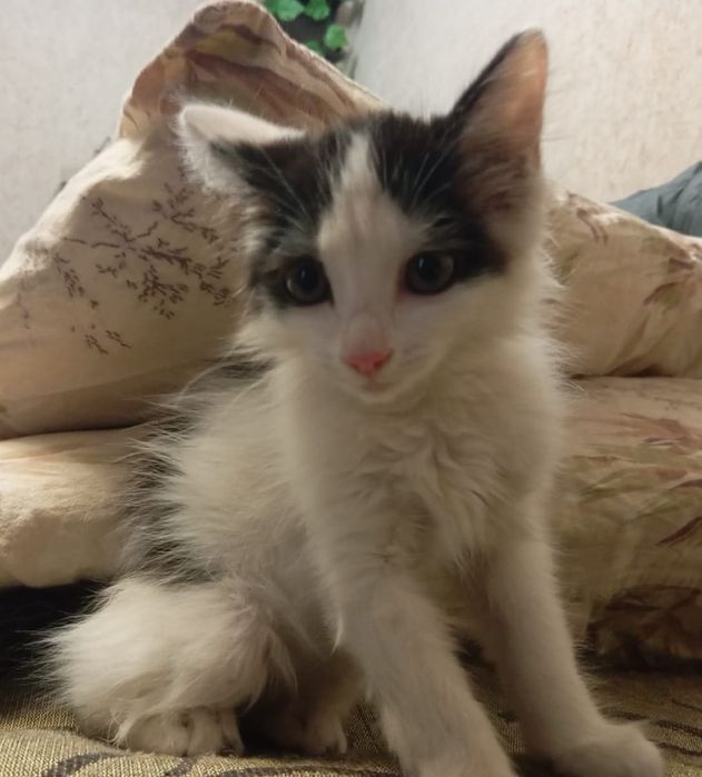 Котята - девочки, бесплатно.